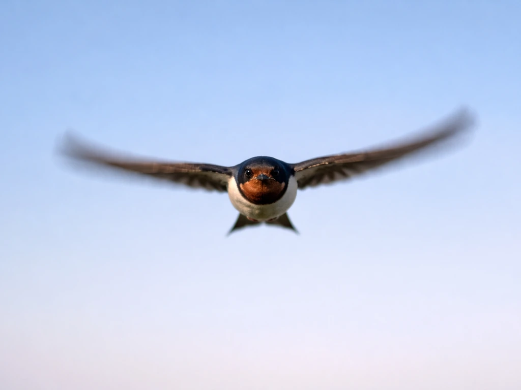 A bird flying straight toward the camera with wings angled, framed against open sky.