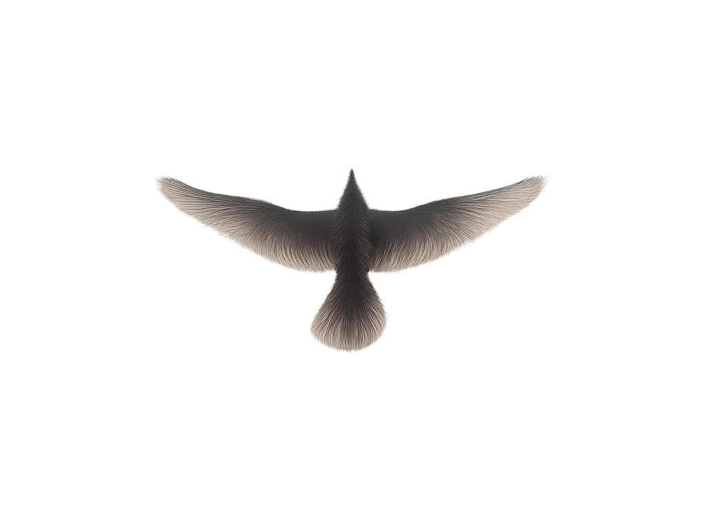 flying bird top view