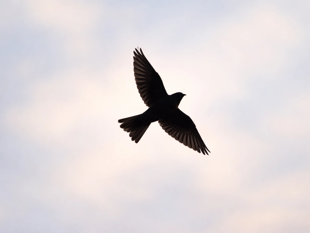 Overhead view of a bird in flight with clearly asymmetric wing positions, minimal background.