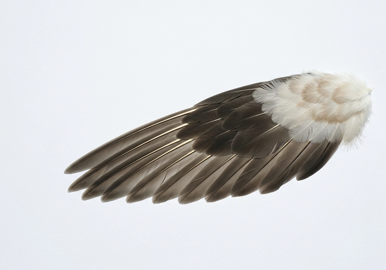 Close-up of an open bird wing and feathers arranged to show downstroke directionality.