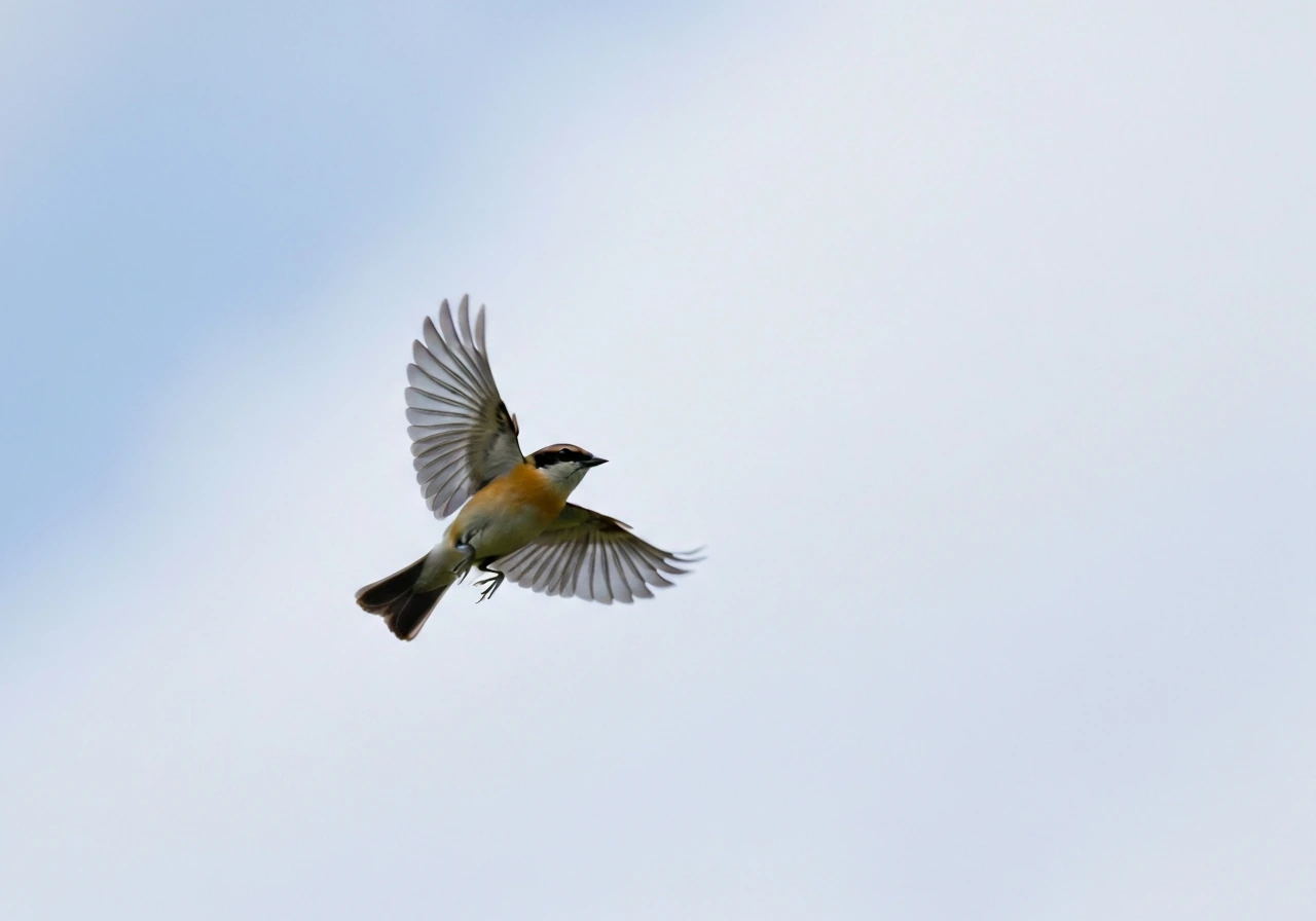 A bird captured mid-flight, wings positioned to show it is flying at that moment.