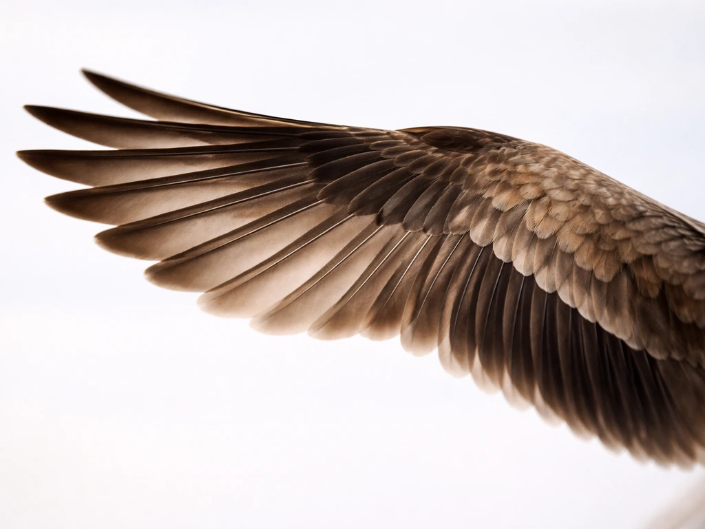 Close-up of a bird wing showing leading edge feathers, wingtip primaries, and subtle morphing motion