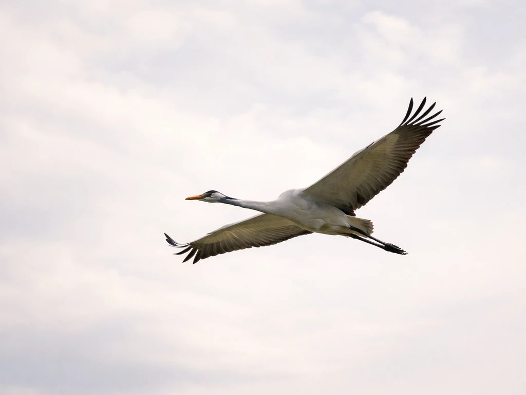 Does a Crane Bird Fly? How and Why Cranes Can Fly