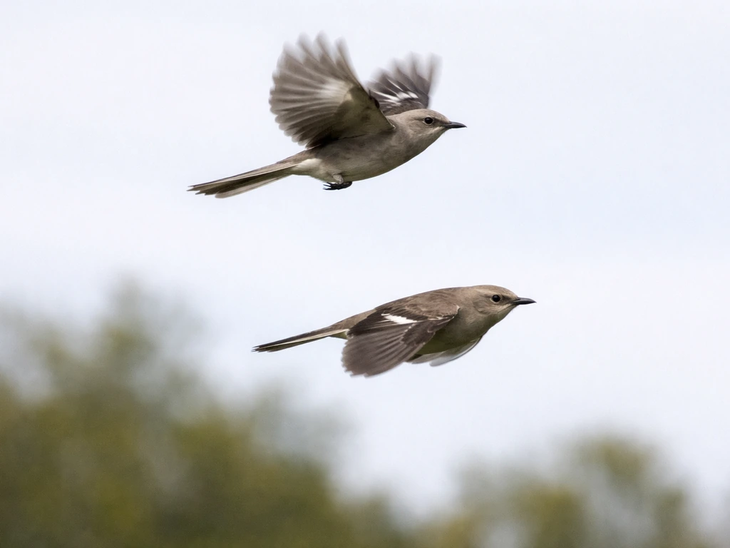 Medium-sized bird gliding after a short burst of wingbeats against a pale sky.