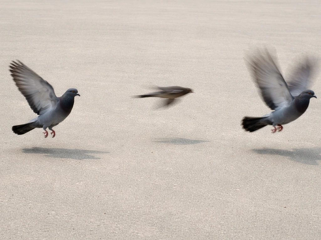 Three birds in one outdoor scene showing clearer hovering wings vs blurrier fast flight and takeoff.