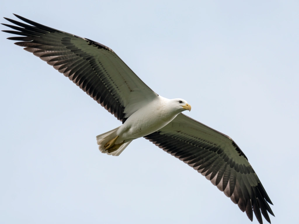 How Does a Bird Fly in the Air? Lift, Thrust, Control