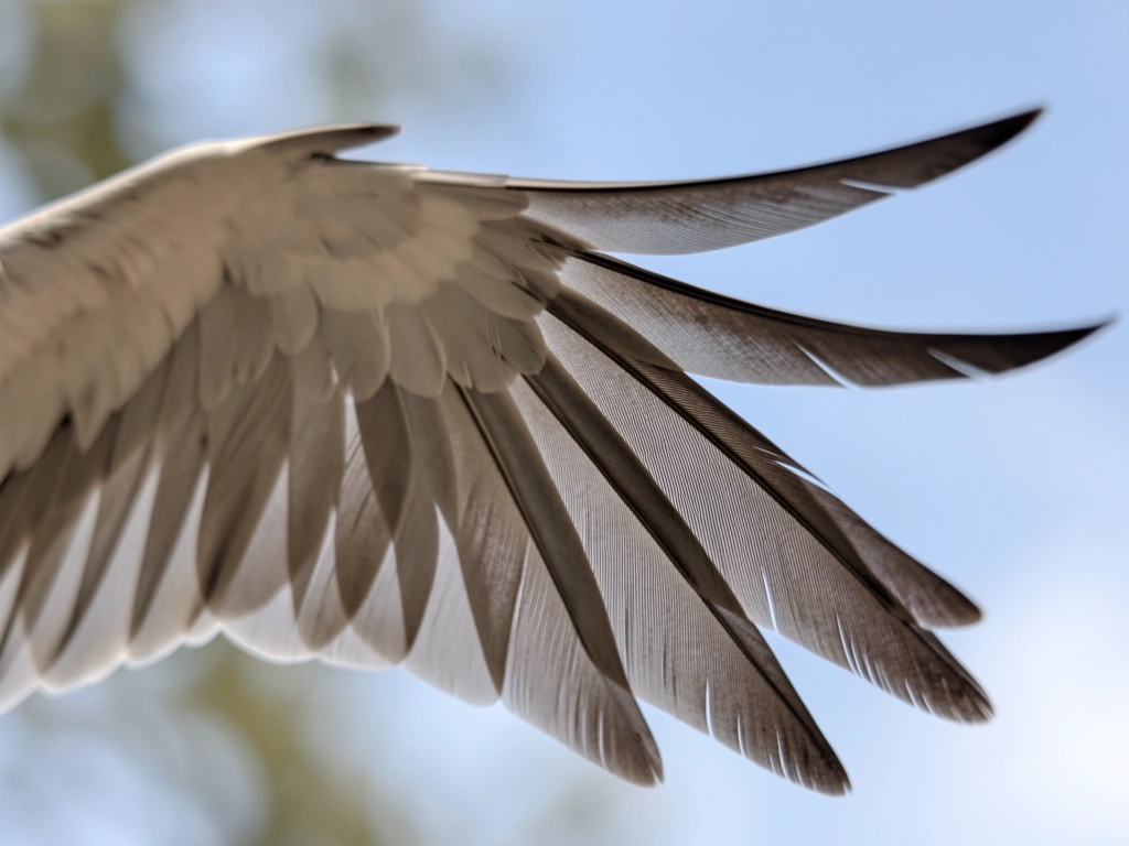How birds balance forces in flight: wings and body level against gravity