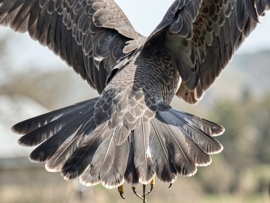 Bird in V-formation with visible drafting effect near wingtips