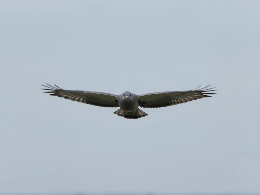 Tail fanned upward as a braking air brake during landing approach