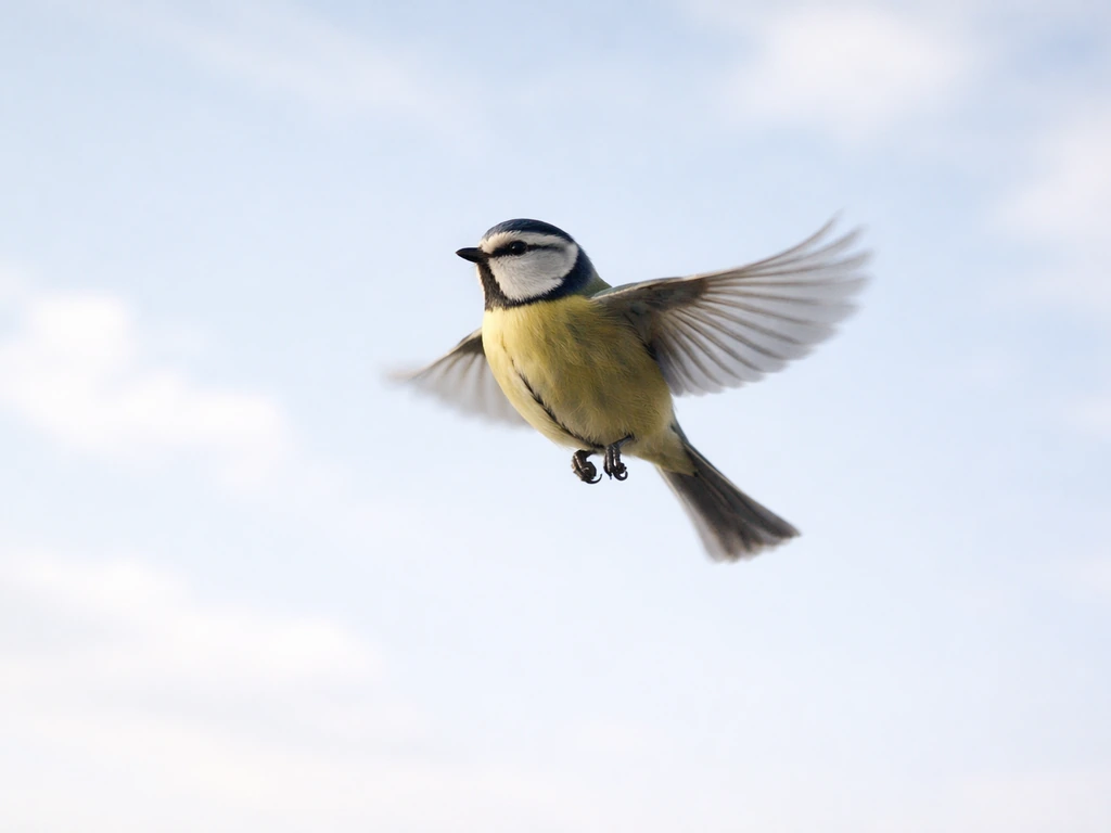 A bird in midair with blurred wings, hovering over a simple sky background to suggest balanced flight forces.