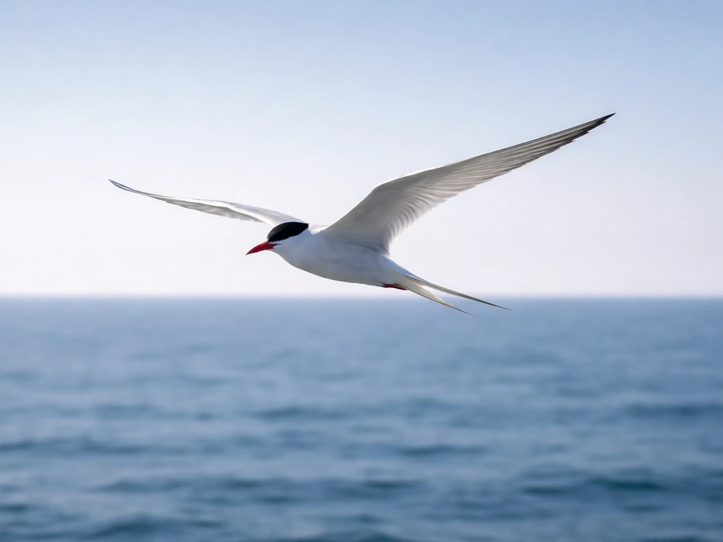 Arctic tern in efficient, long-distance flight with wings outstretched over the sea