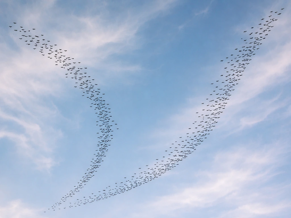 Bird Flocking Meaning: Behavioral and Symbolic Interpretations