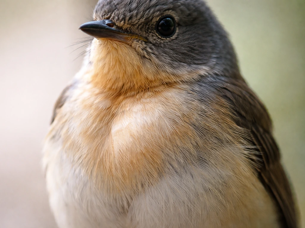 Bird crop meaning: anatomy, purpose, and symbolism