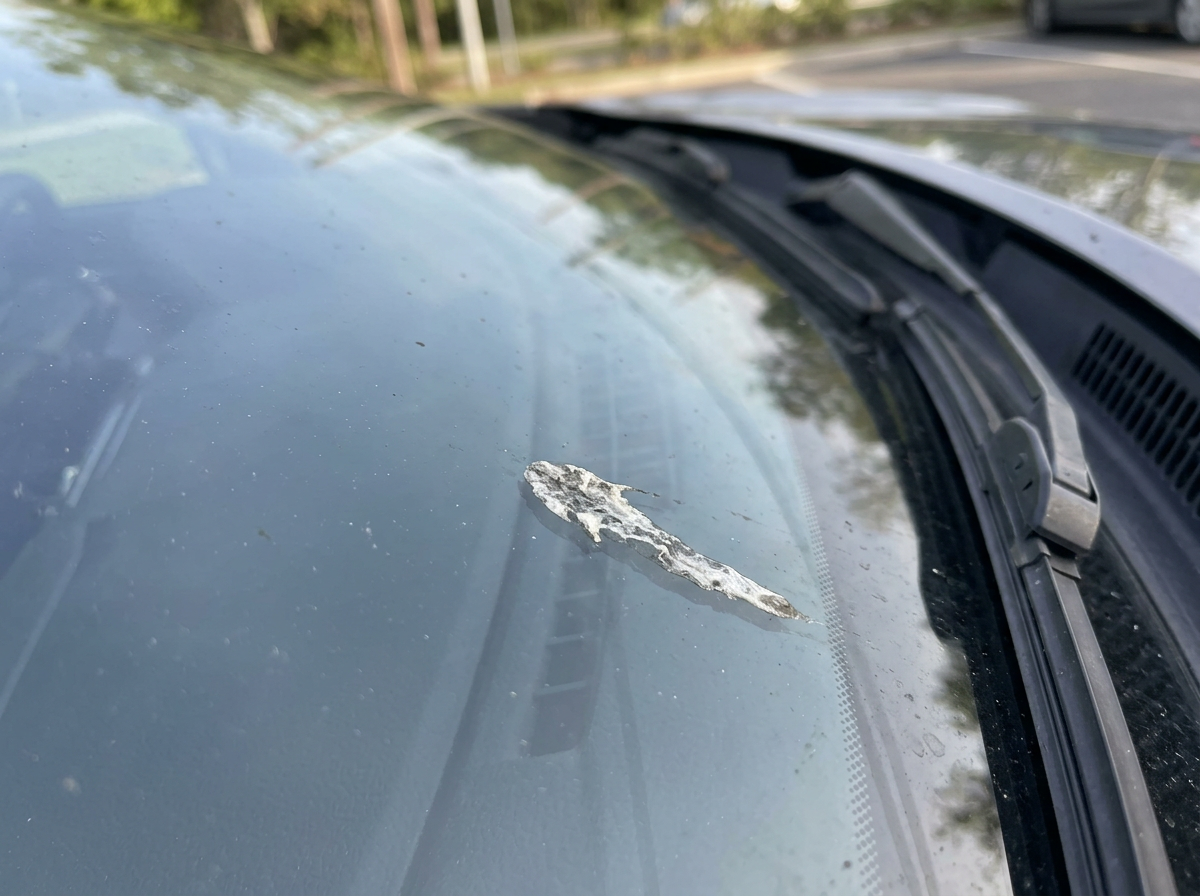 Bird poop on a windshield showing where to soften and remove safely.