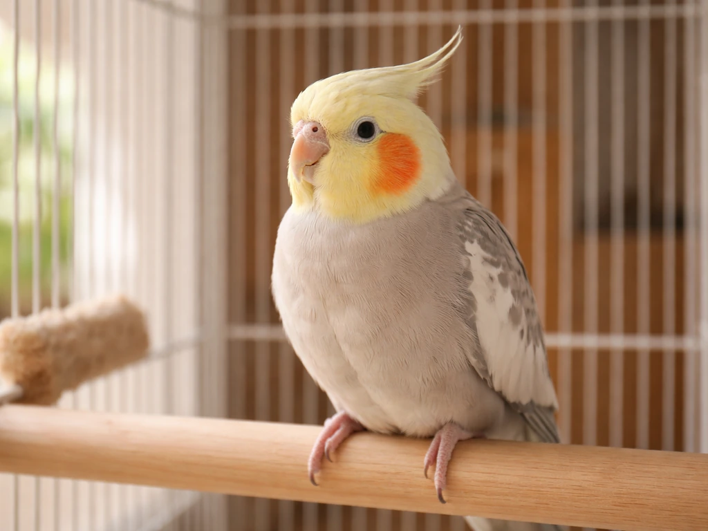 Close-up of a cockatiel perched on a wooden dowel inside a clean, safe home bird cage