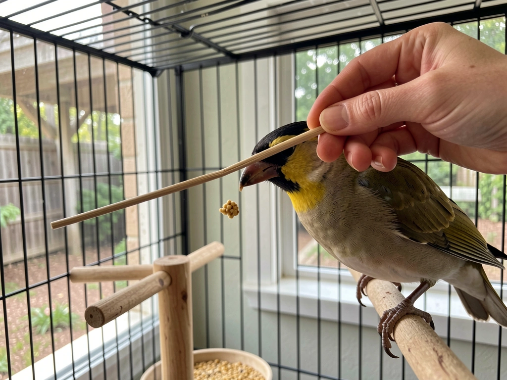 Training session with a target stick and treat for voluntary beak touch
