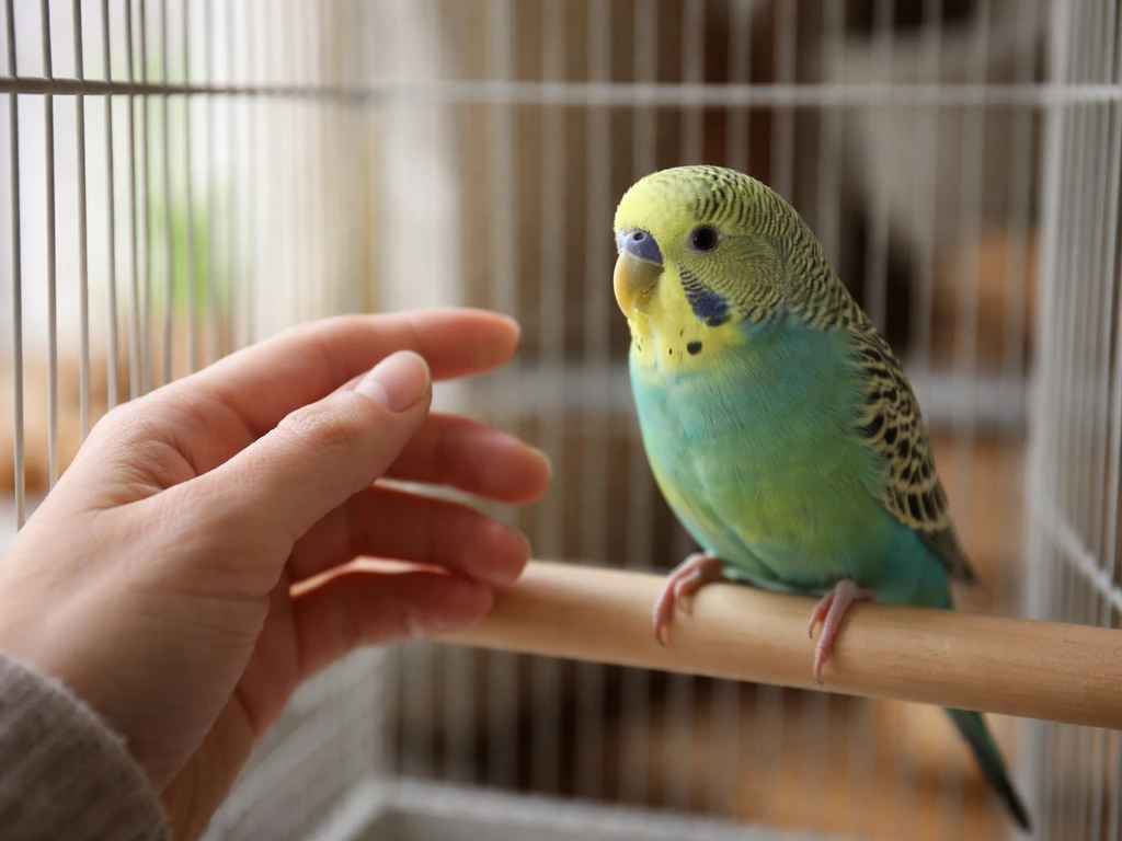 how to train budgie bird