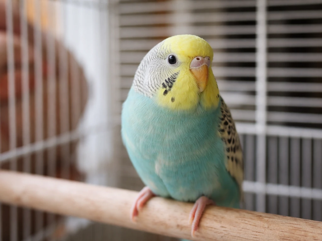 Close-up of an alert bird perched indoors with bright eyes and clean nostrils, quietly observed.