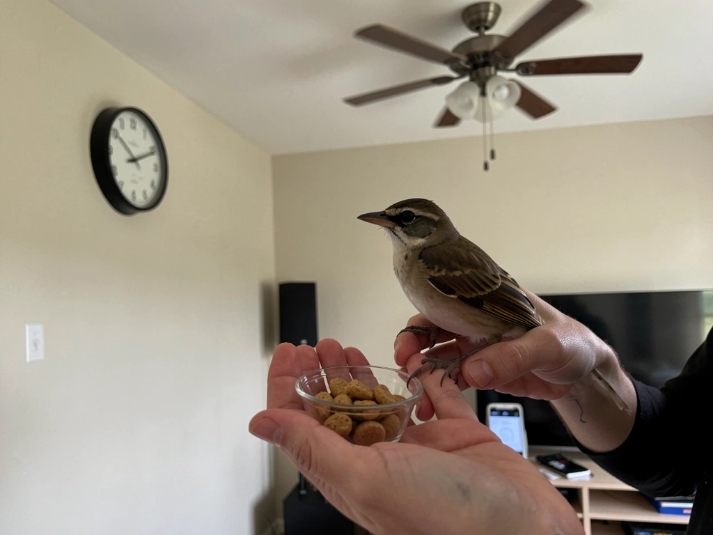 Bird perched near treats while the owner prepares for a short, quiet training session.