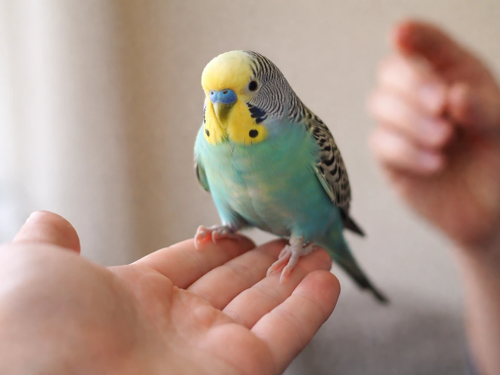 Small trained bird briefly steps onto a trainer’s hand, then starts stepping back off.
