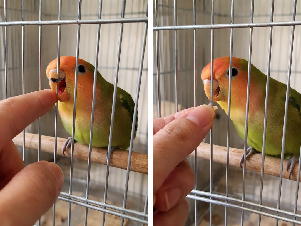 Two-panel photo: lovebird biting when hand reaches in, then calm handling with treats outside the cage.