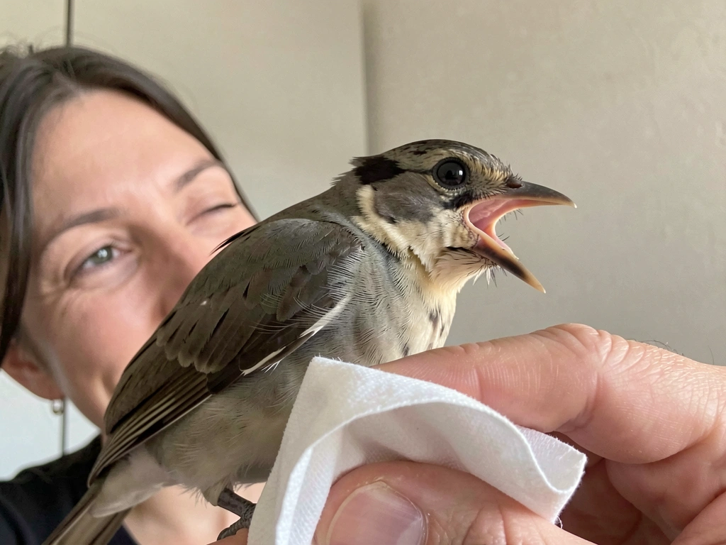 Reward treat being offered to a bird immediately after a peekaboo approximation sound