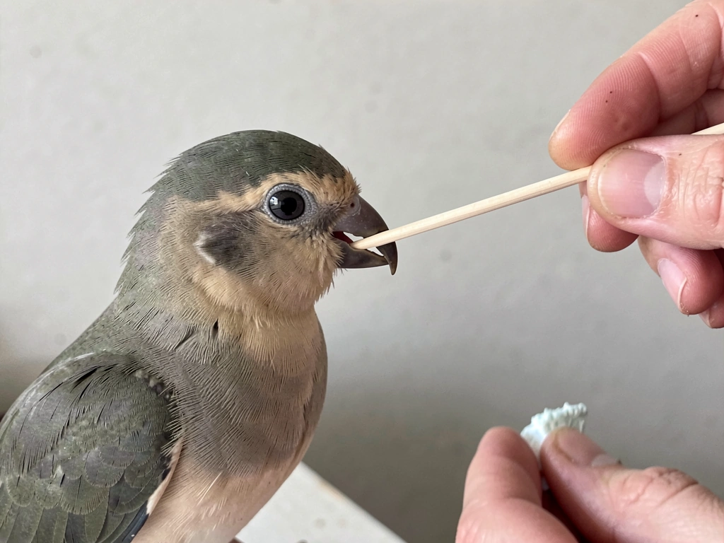 Bird taps a target stick with its beak during target training.