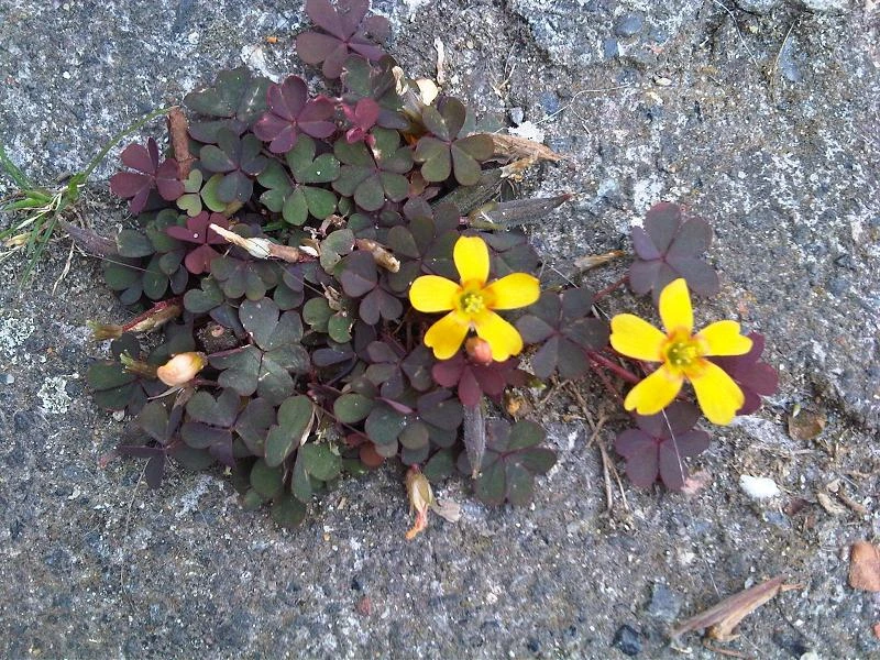 Oxalis gazon : identifier, éliminer et restaurer la pelouse