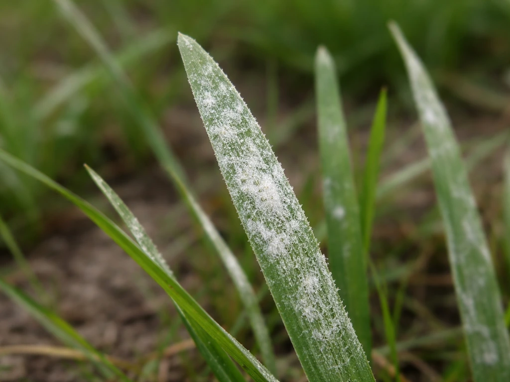 Gros plan sur des brins d’herbe recouverts d’un dépôt blanchâtre poudreux, typique de l’oïdium.