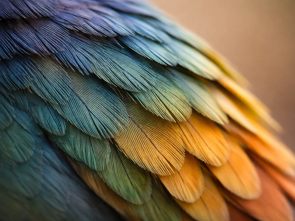 Close-up of bird feathers showing detailed plumage texture in natural light.