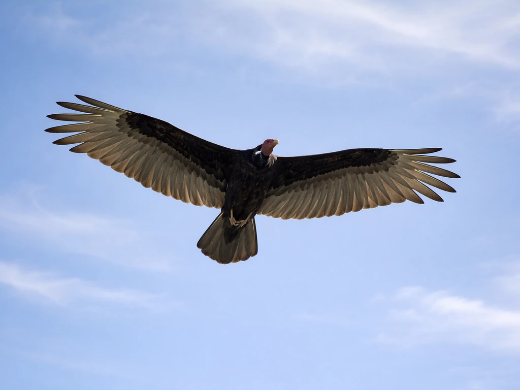 Turkey vulture soaring overhead with wings spread against a bright, minimal sky.