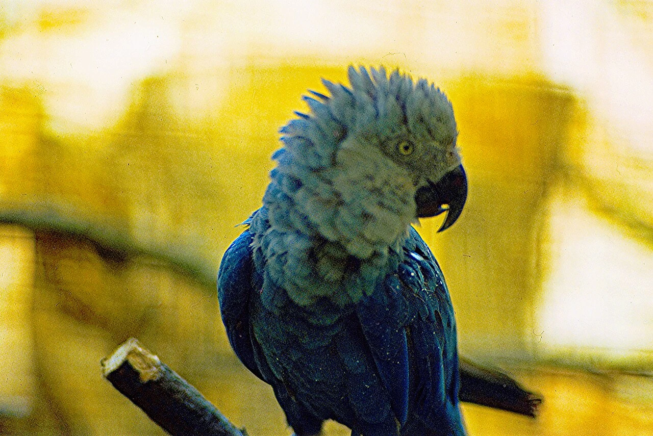 is rio bird extinct