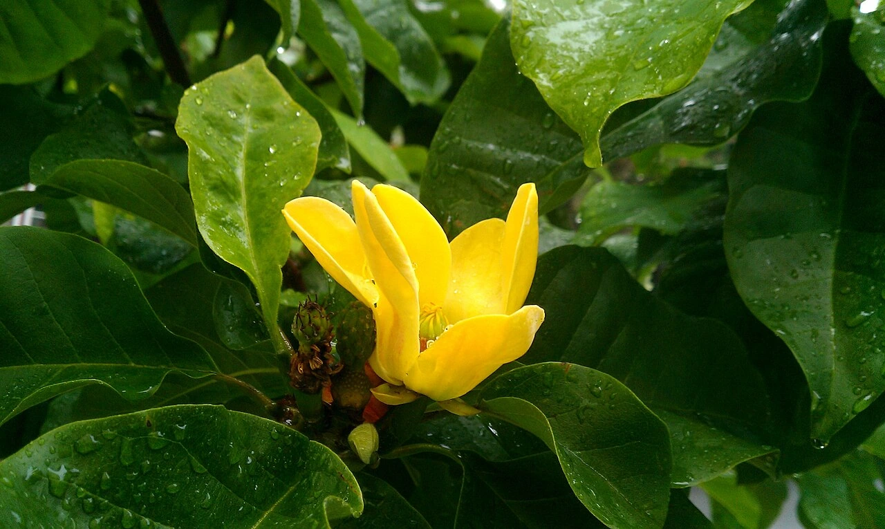 Yellow Bird magnolia flower in bloom among glossy green leaves.
