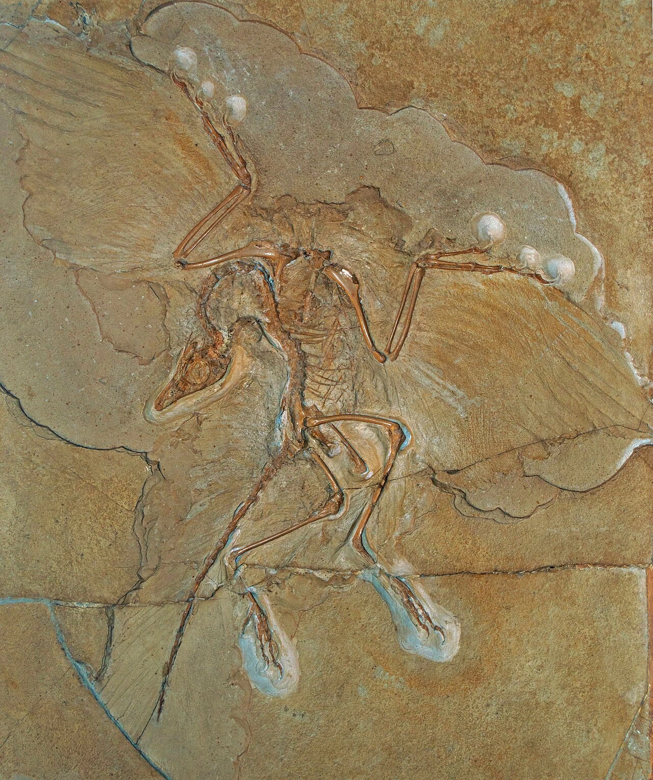 Fossil slab showing an Archaeopteryx specimen preserved in rock
