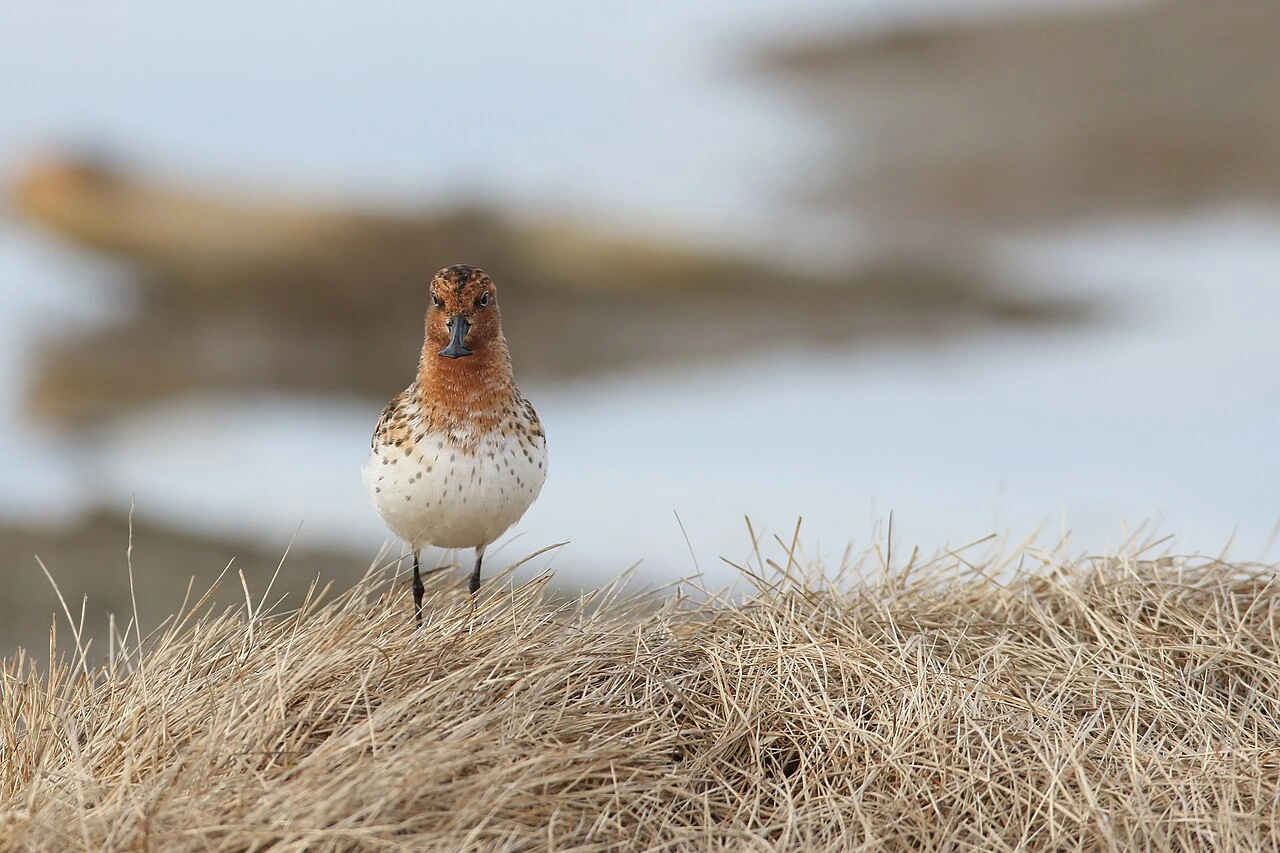 Photo of Spoon-billed Sandpiper (Calidris pygmaea) endangered shorebird