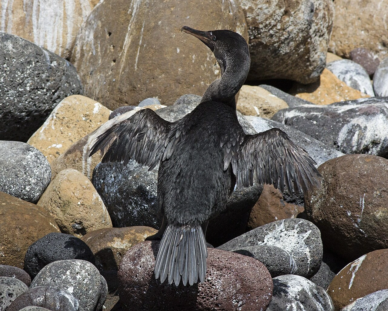 Flightless cormorant standing on volcanic rocks in the Galápagos