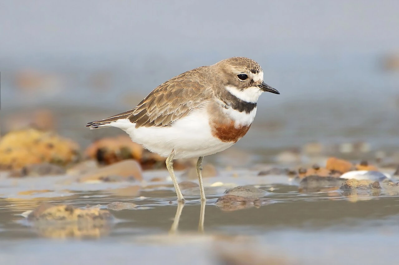 Endangered coastal dotterel (tara iti) standing in shallow water on a rocky shore.