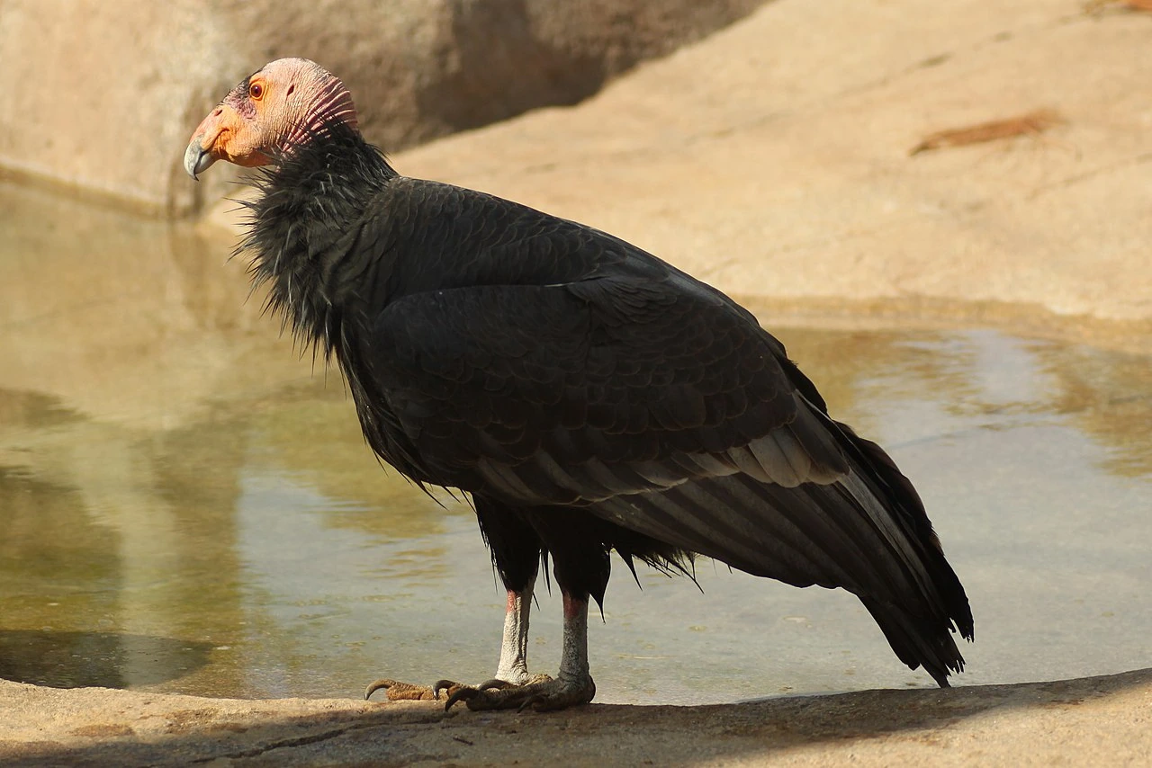 Is the California Condor the Largest Bird in the World?