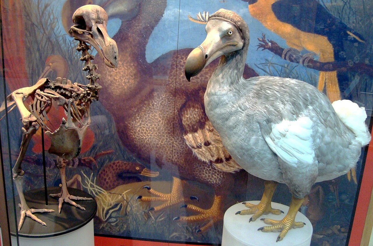 Museum display of a dodo bird reconstruction beside a skeleton exhibit