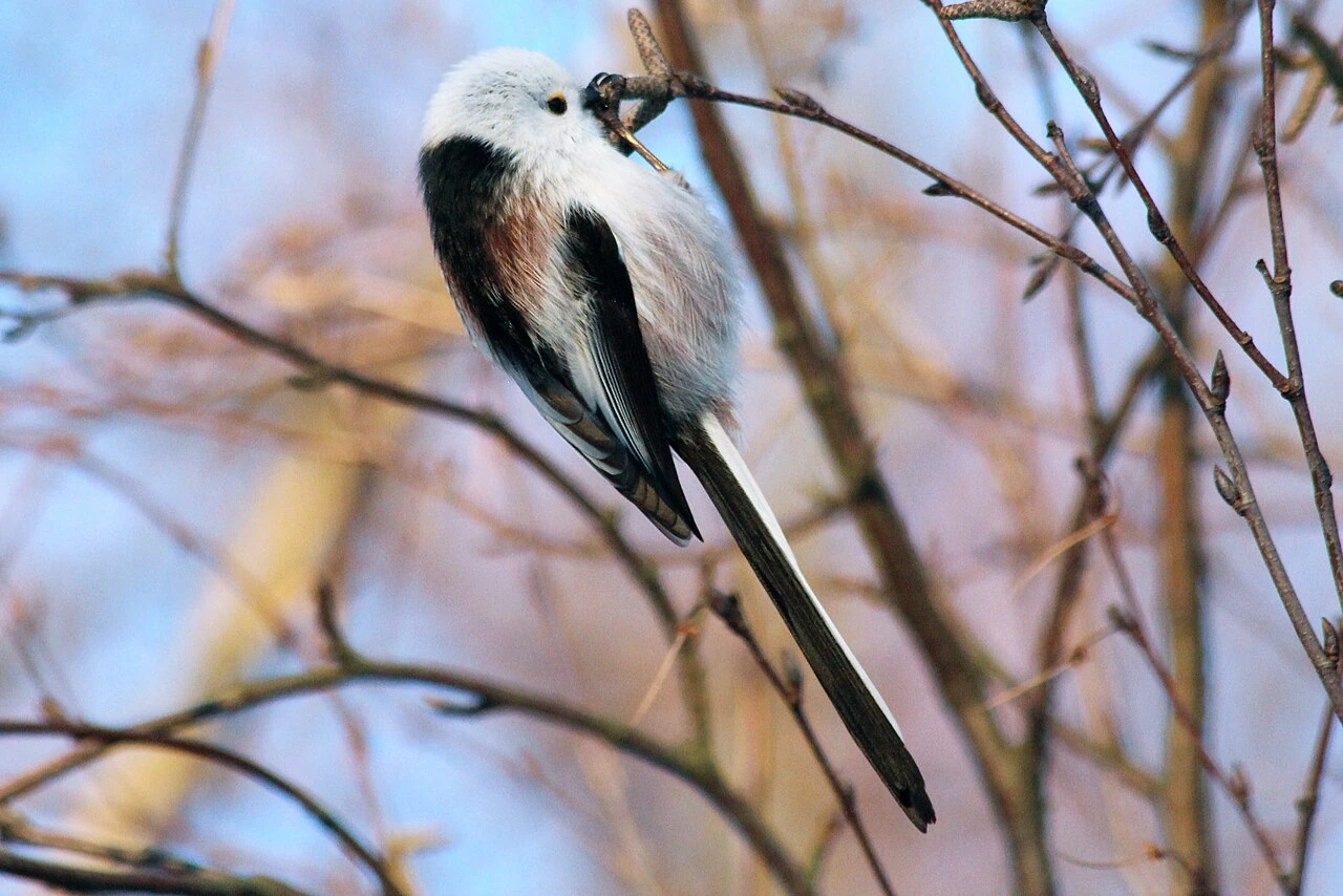A long-tailed tit perched on a branch, showing its white head and very long tail.
