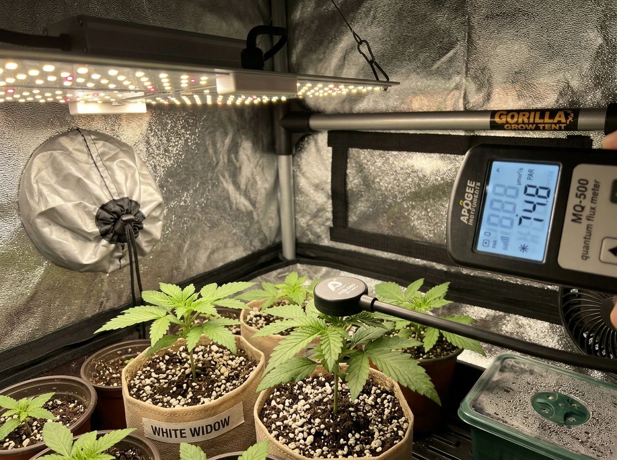 Using a PAR/PPFD meter at canopy level to confirm coverage