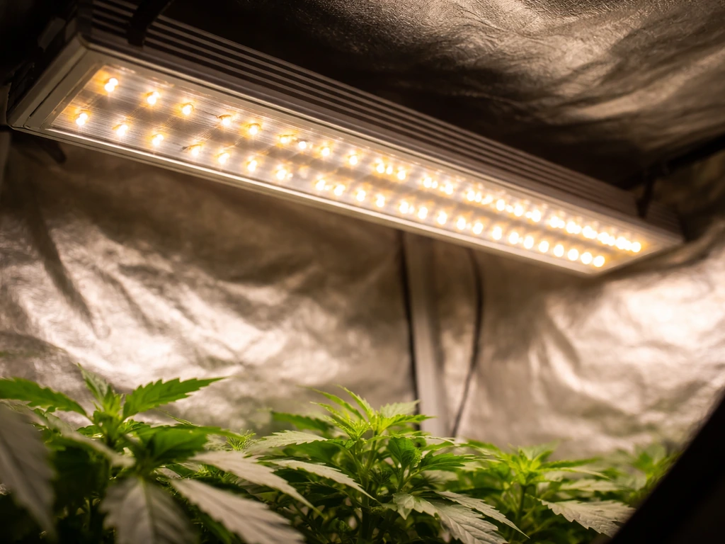 Close-up of an LED grow light glowing over a small indoor grow tent canopy with a few plant leaves.