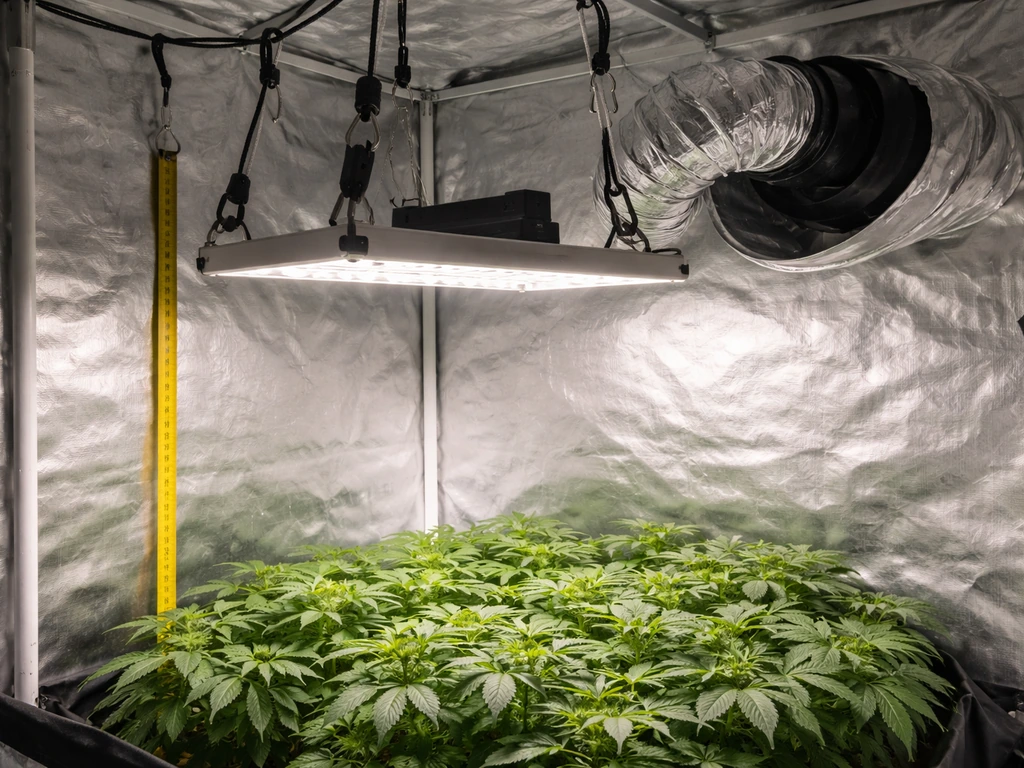Grow tent with LED light hanging height measurement, ventilation fan visible, and canopy below.
