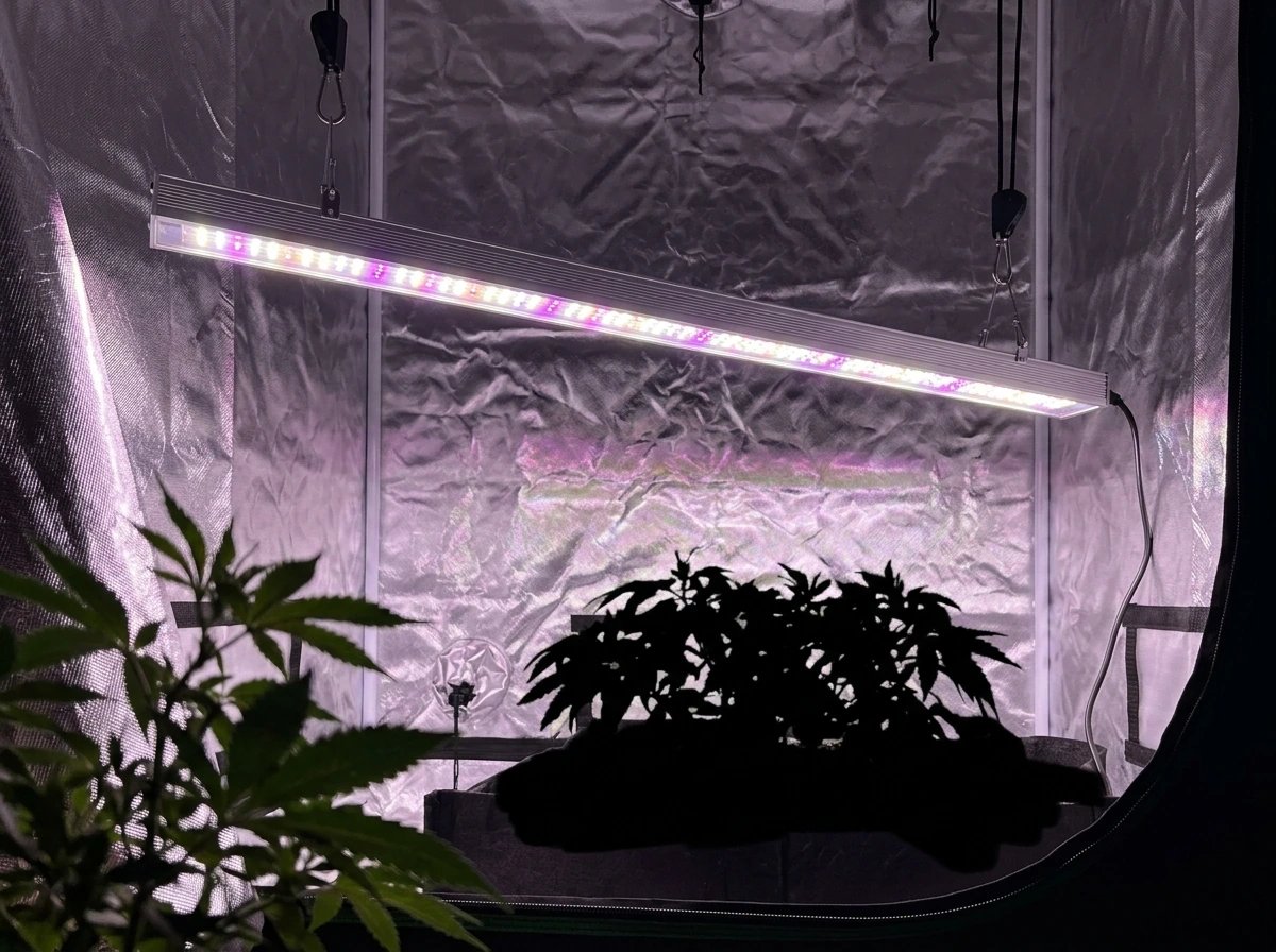 Bar-style LED grow light fixture showing linear bars and distributed coverage
