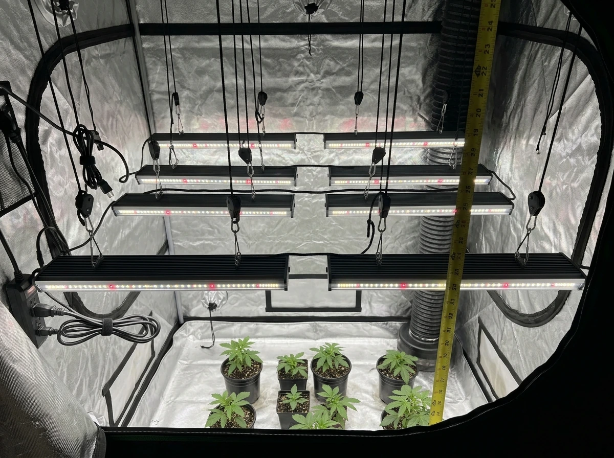 Tent layout with bars at set spacing and mounting height over flowering canopy