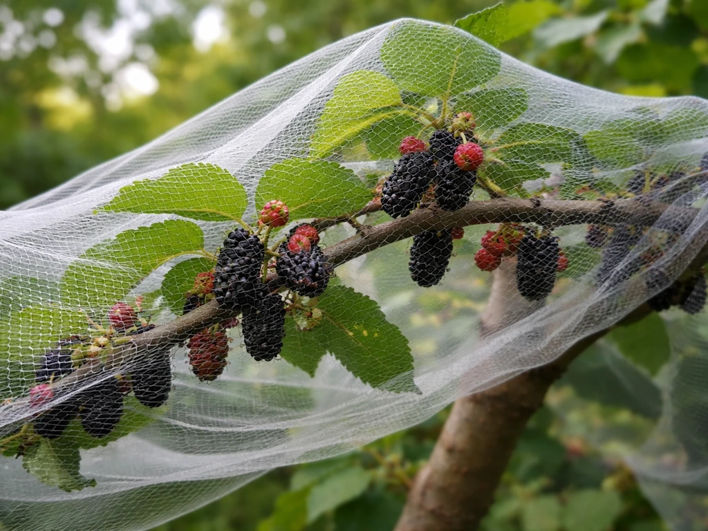Mulberry tree fruiting with simple bird netting draped over branches to protect ripening berries