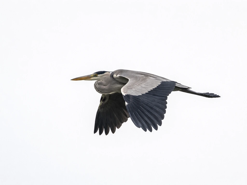 Heron flying with neck in an S-curve and head tucked, visible wing and short blunt tail silhouette.