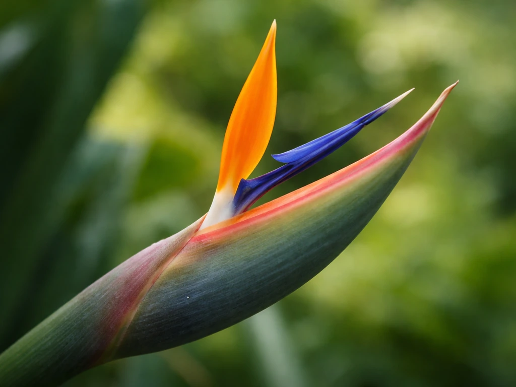 Close-up of bird of paradise inflorescence with a boat-shaped spathe and orange-blue flower