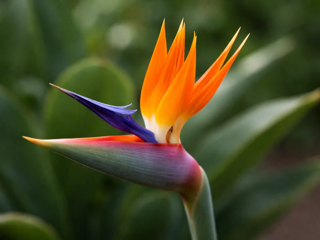 Close-up of an orange and blue bird-like flower crest on a small green plant.