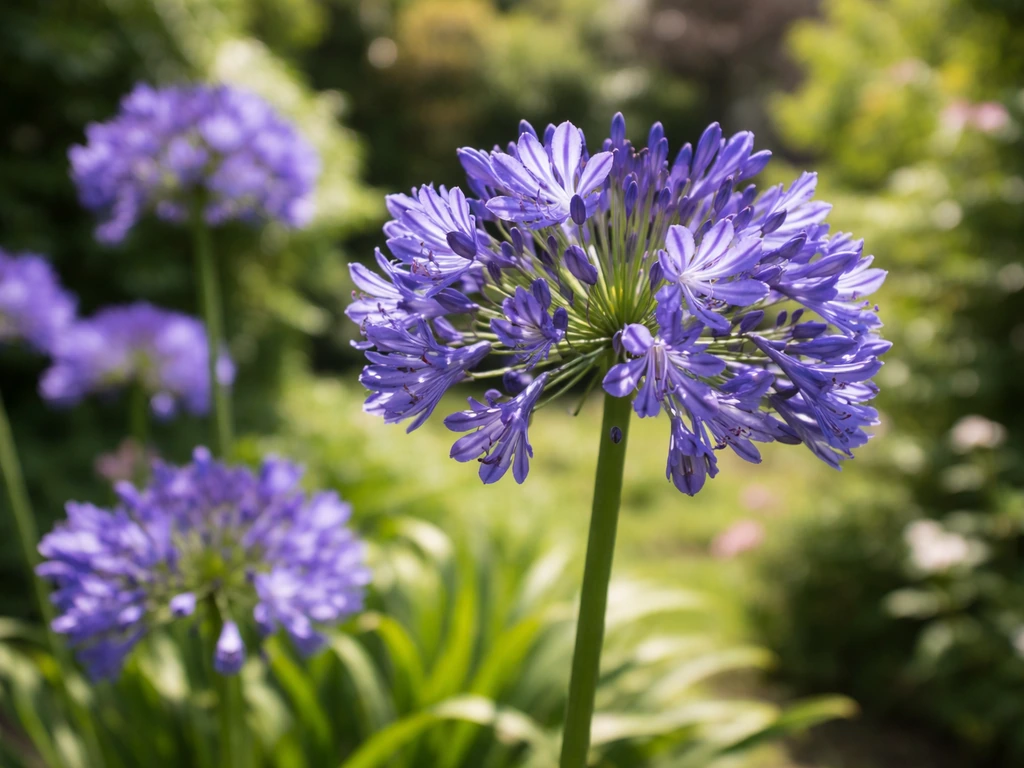 agapanthus how to grow